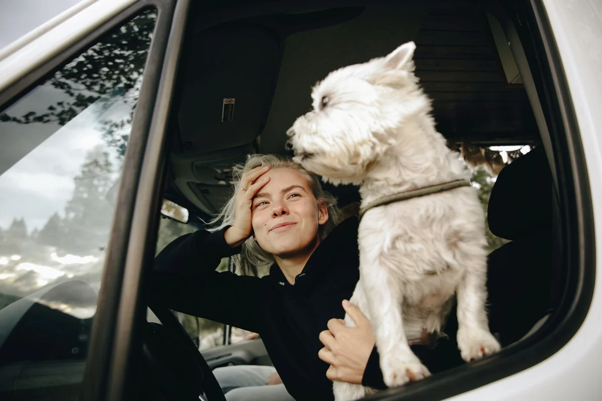 Hund beim sicheren Einsteigen in einen hellen Camper
